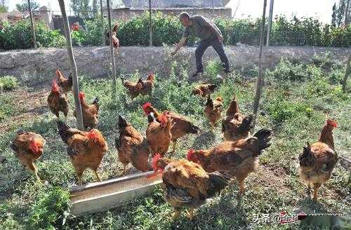 土鸡养殖教程 （土鸡养殖教程）