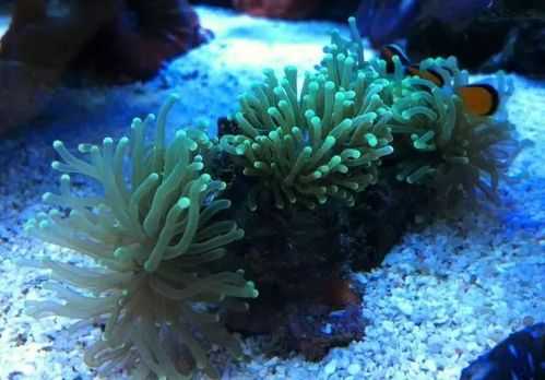 珊瑚养殖入门教程（珊瑚养殖入门教程视频）
