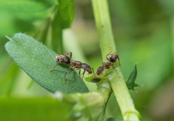 运动蚂蚁拍照教程（如何拍摄蚂蚁呀嘿）